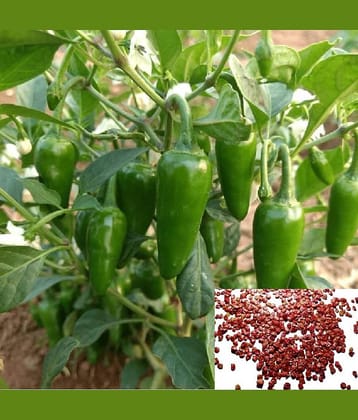 homeagro - Chilli Vegetable ( 50 Seeds )