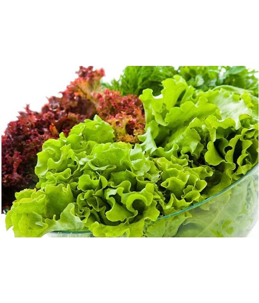 Super Saver Combo of Red & Green Lettuce Premium Seeds for Home Garden (Red Lettuce 50 Seeds & Green Lettuce 50 Seeds) Magnif