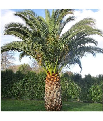 homeagro - Combo of Areca palm Plant ( 5 Seeds ) and Chrysanthemum Flower ( 50 seed )