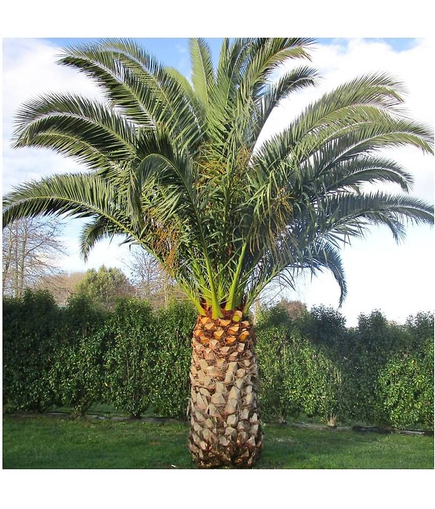 homeagro - Combo of Areca palm Plant ( 5 Seeds ) and Chrysanthemum Flower ( 50 seed )