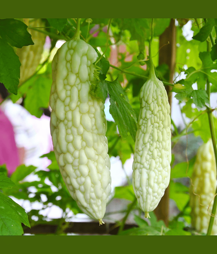 White Bitter Gourd (Karela ke beej) Vegetable Seeds Pack Of 15 | Organic | for Planting in Home Kitchen Terrace Balcony Gardening