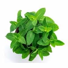 Mint Bunch - 1 Pcs