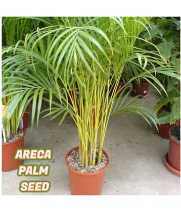sky star agro & co. - Areca palm Plant ( 5 Seeds )