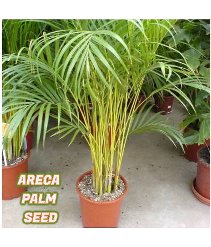 sky star agro & co. - Areca palm Plant ( 5 Seeds )