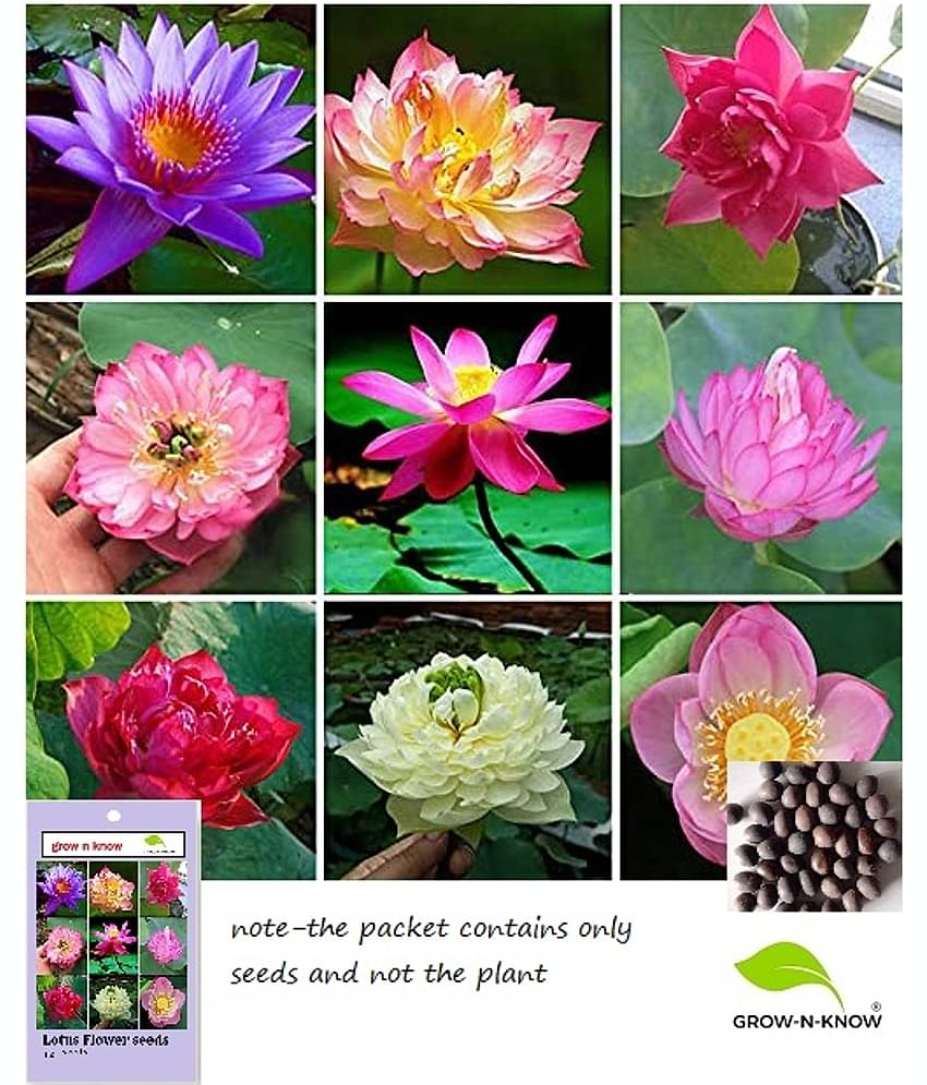grow n know Lotus Flower ( 12 Seeds )
