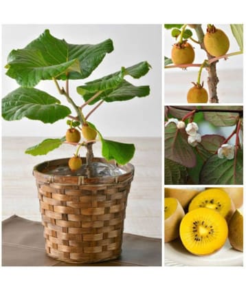 Indoor Dwarf Kiwi Fruit Seed for Growing 30 Seeds/Bag
