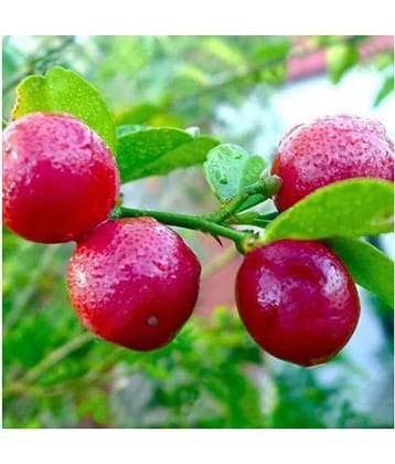 Rare Red Lemon (Australian Red Lime) Seeds imported (Pack of 10 Seeds)