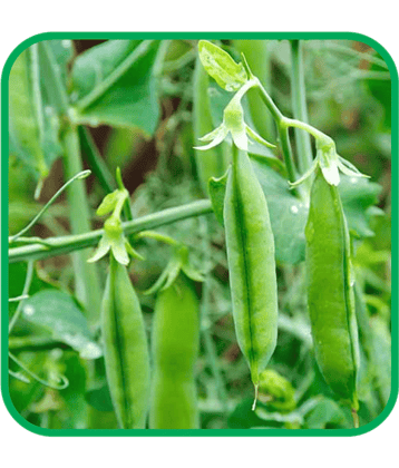 Aero Seeds Green Peas Pack of 30 Seeds