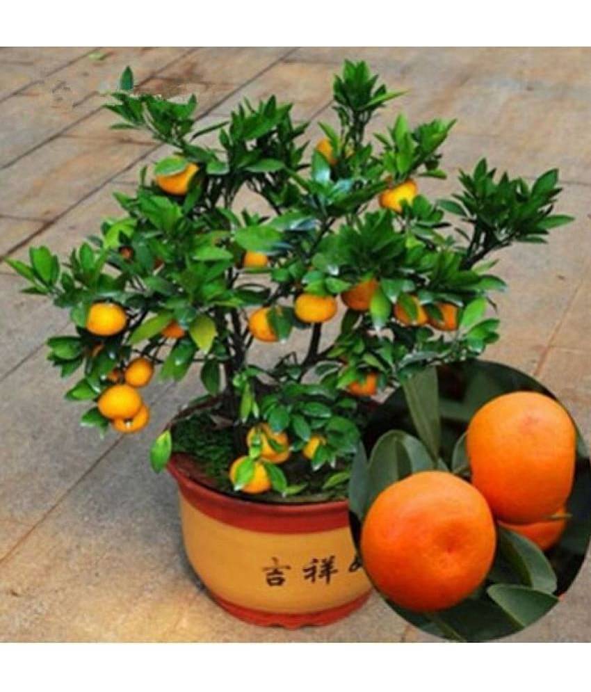 OhhSome Fruit Seeds Orange Fruit Seed For Gardening Fruit Seeds Garden Pack