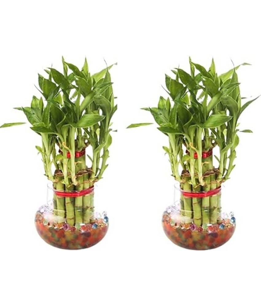 Green plant indoor - Green Wild Artificial Flowers With Pot ( Pack of 2 )