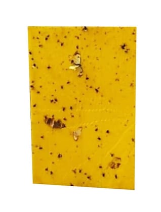 A4 Size Fly Catcher Glue Board (Pack of 15 Sheets, DTrap A4) | UV-Resistant Sticky Trap Sheets | Pest Control A4 Size Fly Catcher Glue Board (Pack of 15 Sheets, DTrap A4) | UV-Resistant Sticky Trap Sheets | Pest Control