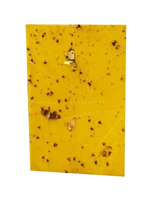 A4 Size Fly Catcher Glue Board (Pack of 15 Sheets, DTrap A4) | UV-Resistant Sticky Trap Sheets | Pest Control