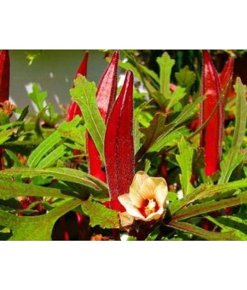 homeagro - Lady Finger Vegetable ( 50 Seeds )