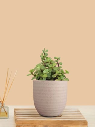 Jade Plant (Small) in Eco Pot Jade Plant (Small) in Eco Pot