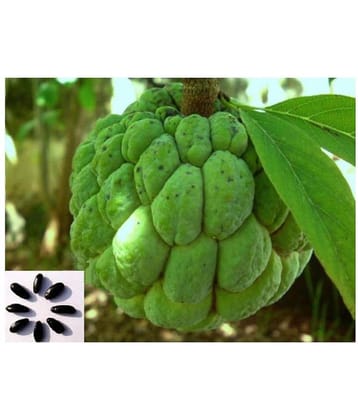 Custard apple (Sitafal) Tree Seeds