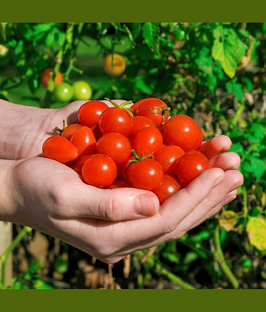Jignisha Seeds Hybrid Red Cherry Tomato Vegetable ( 50 Seeds )