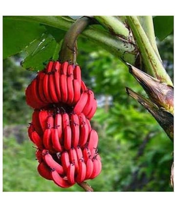 Matrix Rare Red Bonsai Banana seeds