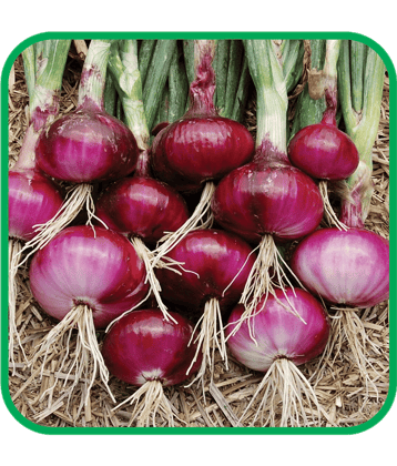 Aero Seeds Red Onion Pack of 300 Seeds