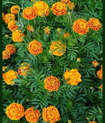 homeagro - Marigold Flower ( 50 Seeds )