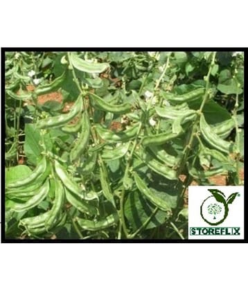 STOREFLIX SEM PHALI FLAT LIMA BEAN vegetable plant Seed (25 per packet) WITH USER MANUAL