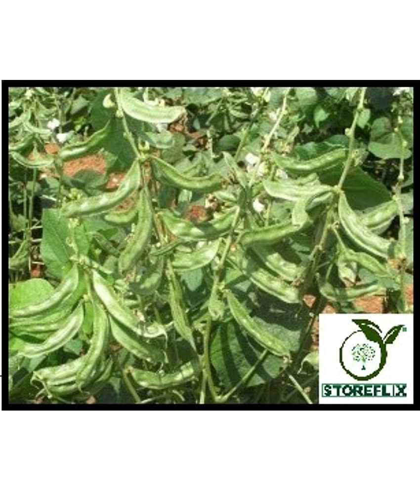 STOREFLIX SEM PHALI FLAT LIMA BEAN vegetable plant Seed (25 per packet) WITH USER MANUAL