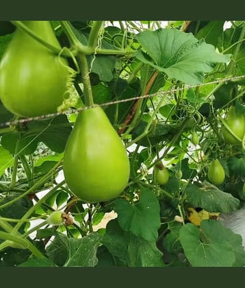 Green Bottle Gourd Round (Lauki, Dudhi, Ghiya ke beej) Vegetable Seeds Pack Of 15 | Organic | for Planting in Home Kitchen Terrace Balcony Gardening