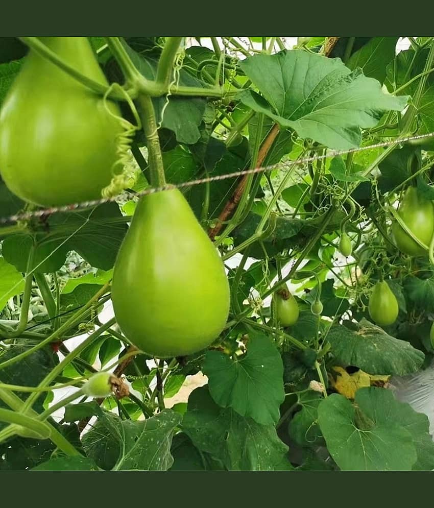Green Bottle Gourd Round (Lauki, Dudhi, Ghiya ke beej) Vegetable Seeds Pack Of 15 | Organic | for Planting in Home Kitchen Terrace Balcony Gardening