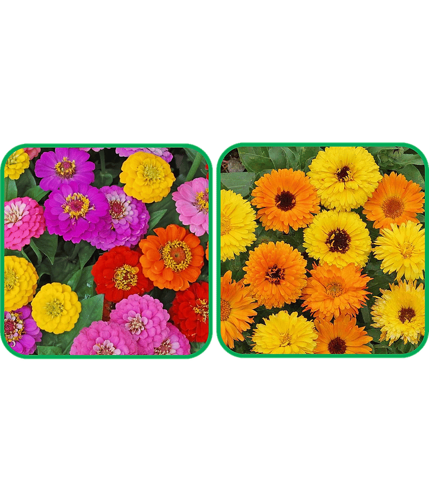 Aero Seeds Calendula Mix Color (50 Seeds) And Zinnia Mix Color (50 Seeds)Flower Seeds Pack