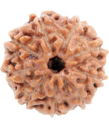 NIVARAN - 9 Mukhi Rudraksha Pendant With Thread ( Pack of 1 )