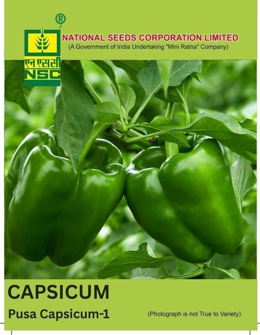 NSC Capsicum California Wonder Seed - 2gm
