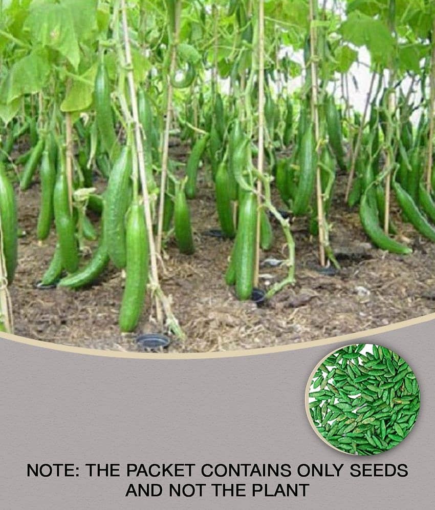 Vedhahi Hybrid Cucumber Vegetable ( 20 Seeds )