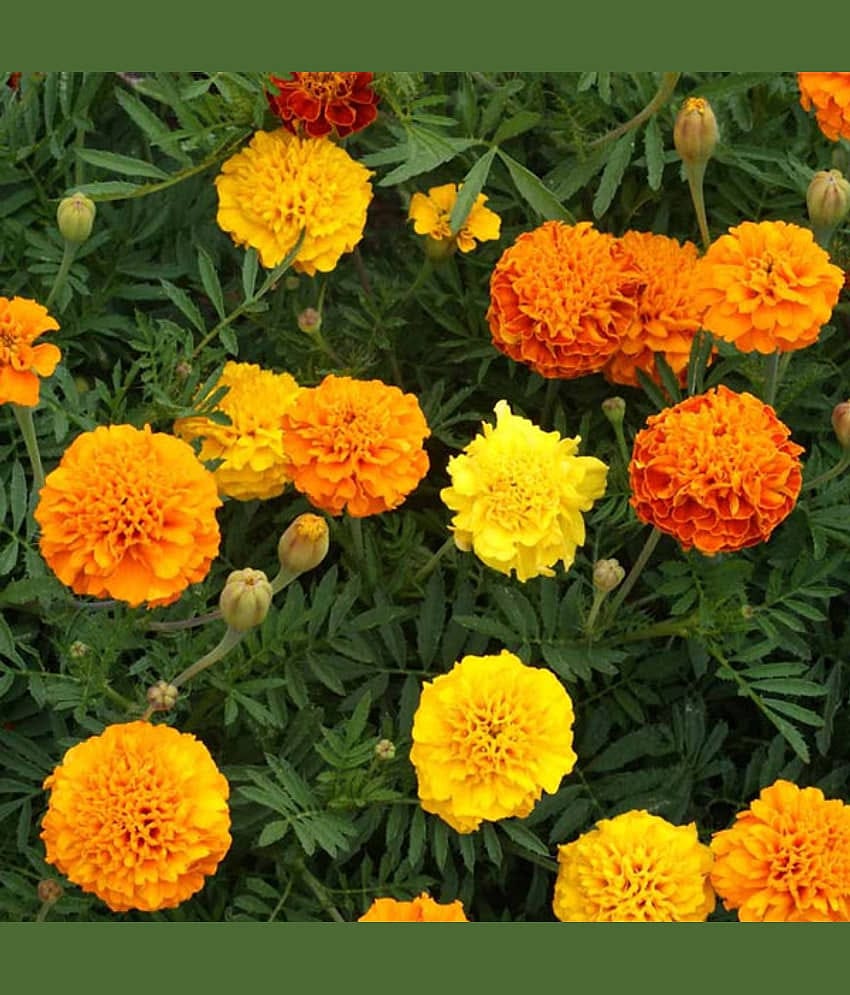 HN organic seed - Marigold Flower ( 50 Seeds )