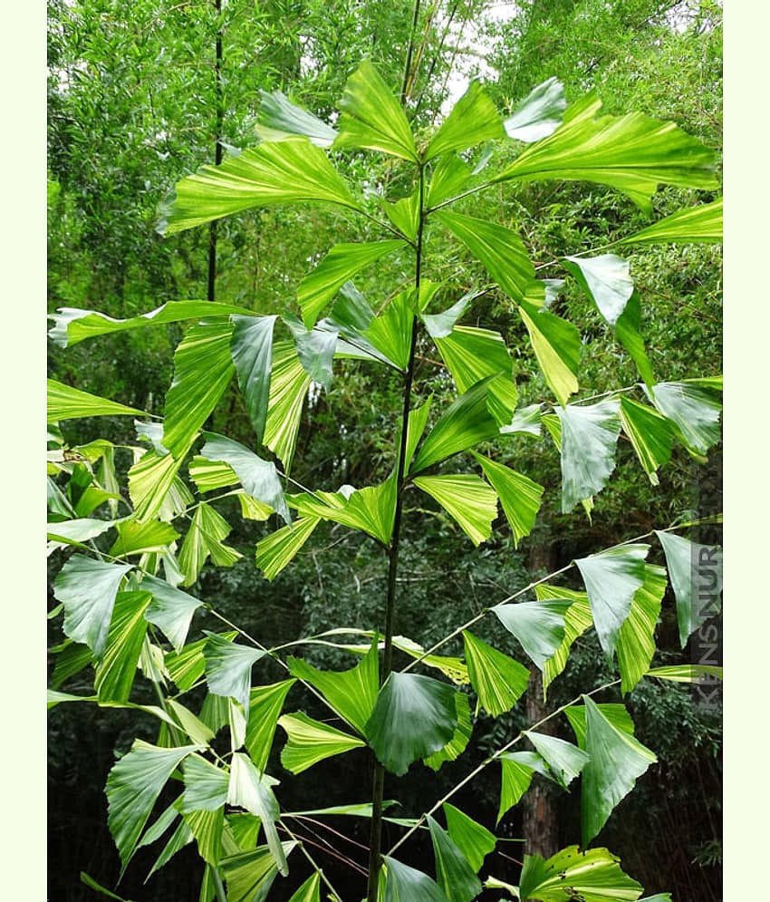 CLASSIC GREEN EARTH - Plant Seeds ( fish tail palm 10 )