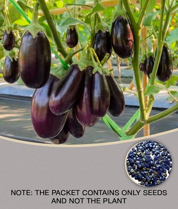 100 % Original Hybrid Brinjal Black Beauty Seeds