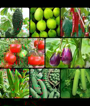 8 Variety of Vegetable Seeds combo - 70 + seed with Instruction Manual