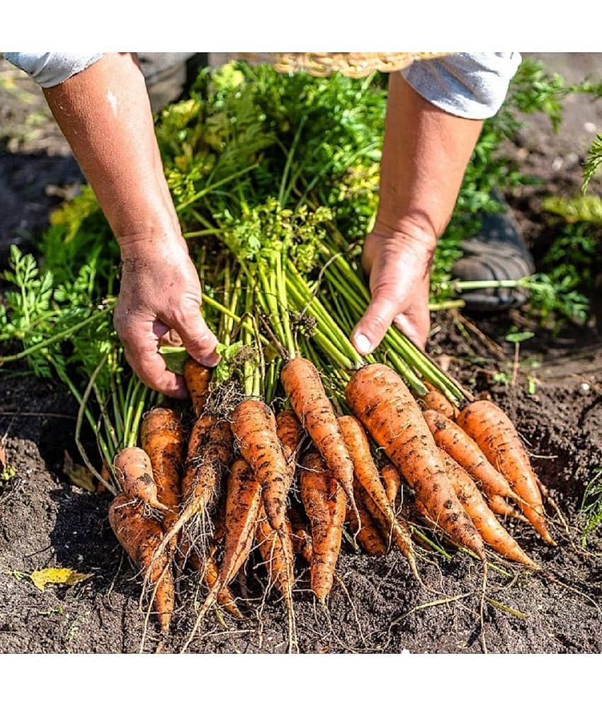 Hybrid Carrot RED 1 packet seeds Seed (100 per packet)