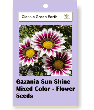 CLASSIC GREEN EARTH - Flower Seeds ( Gazania Star Light Dwarf 30 Seeds )