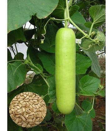 Bottle Gourd Vegetable Seeds - Pack of 20 | With Instruction Manual