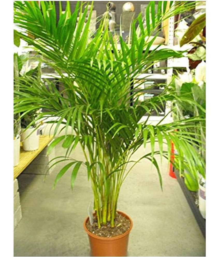 Areca Palm Air Purification Indoor Tree Tree Seeds