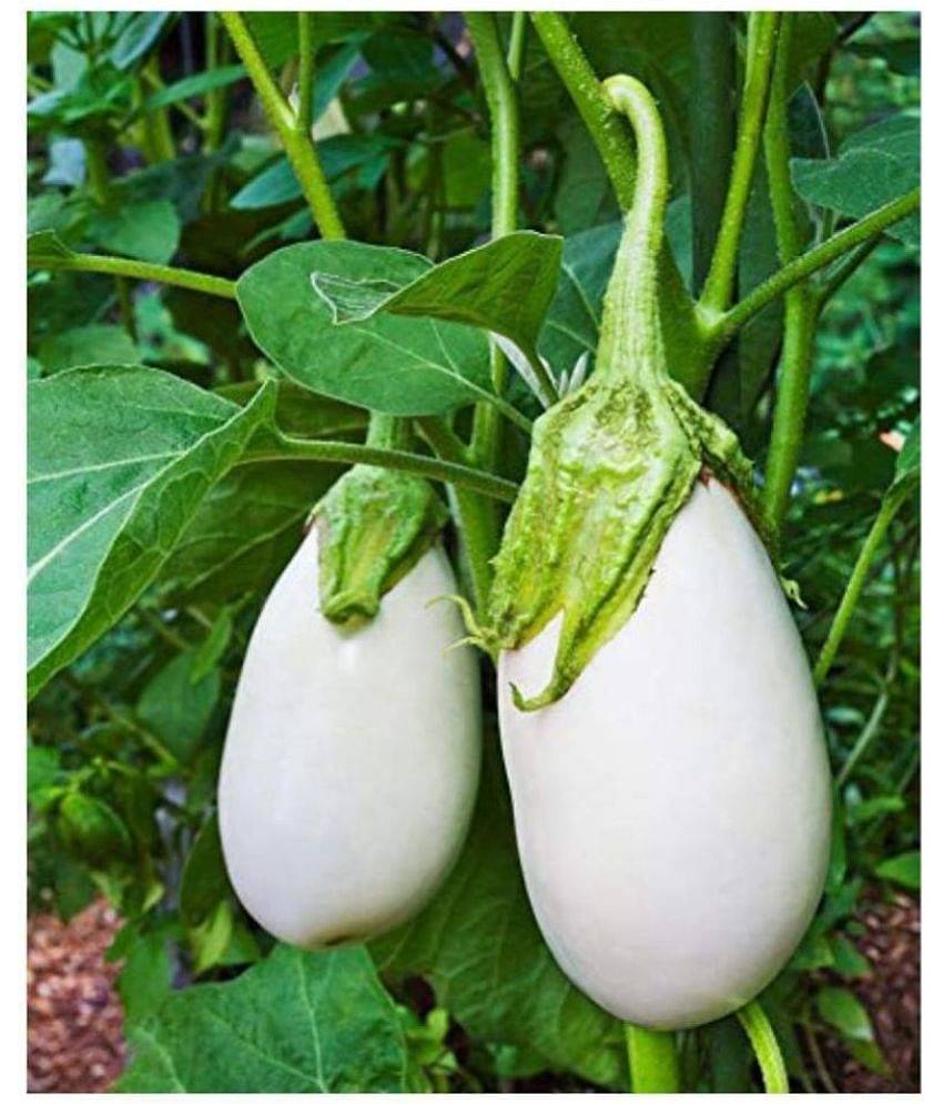 White Brinjal (Bengan) Hybrid - 50 Seeds + Guava seed free ( 10 seed )