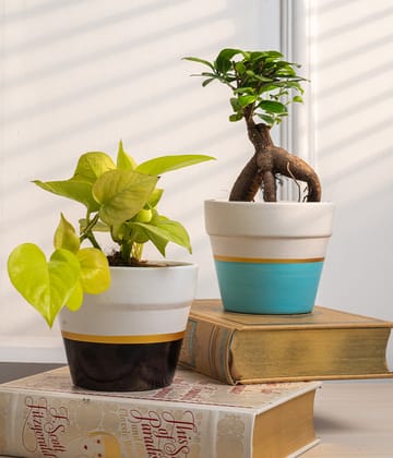 Set of 2: Money Plant + Ficus Bonsai in Matte Ceramic Planters