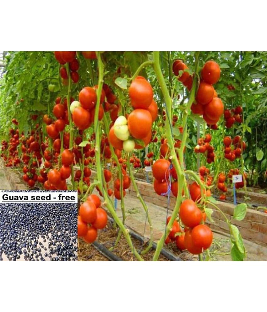 Hybrid Indian Tomato | Tamatar 100 Seeds Pack + free seeds