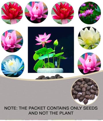 homeagro - Lotus Flower ( 20 Seeds )