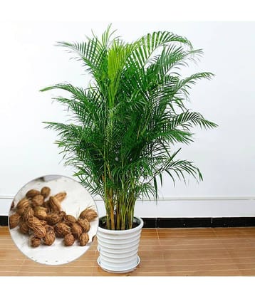 Areca Palm Seeds ( 5 seeds ) - Indoor & Outdoor Plant- Best Household Plant,Garden & Ornamental Plant Seeds