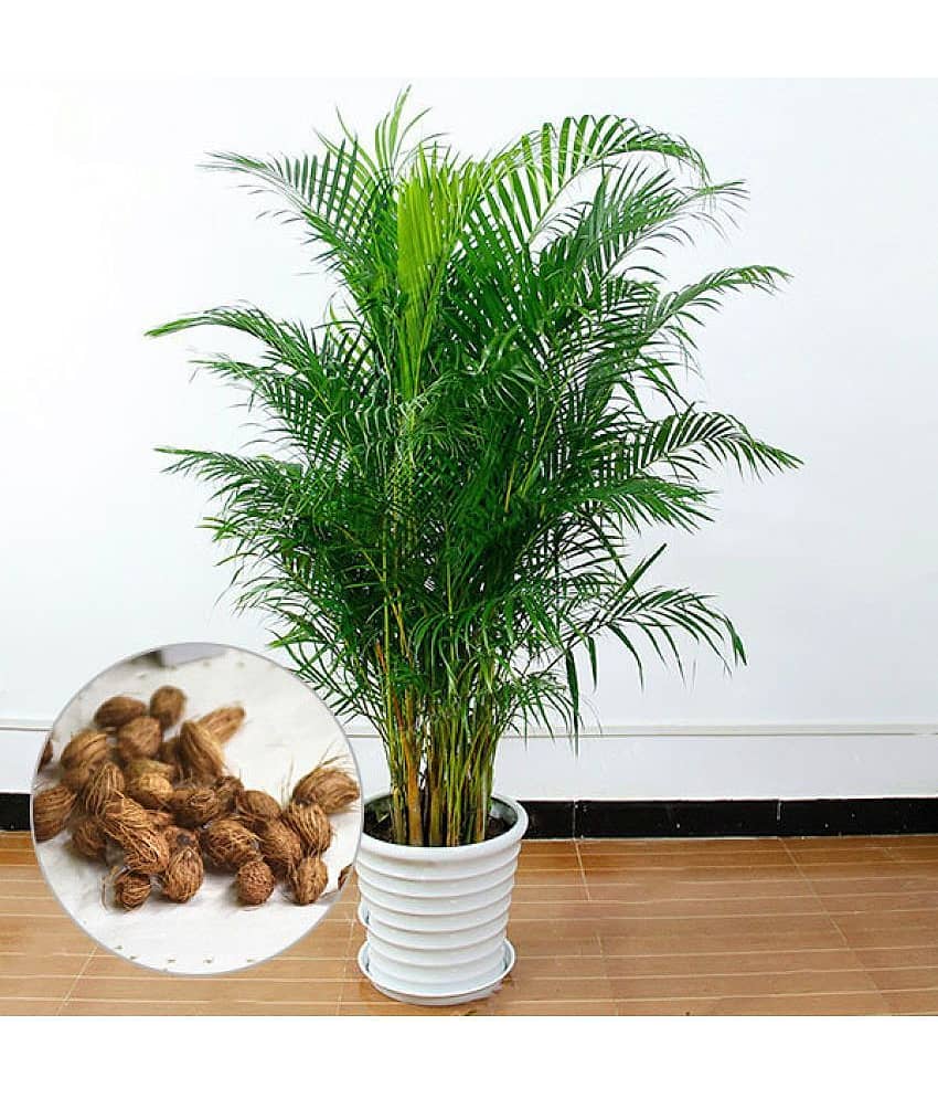 Areca Palm Seeds ( 5 seeds ) - Indoor & Outdoor Plant- Best Household Plant,Garden & Ornamental Plant Seeds