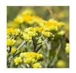 Helichrysum Hydrosol Helichrysum Hydrosol