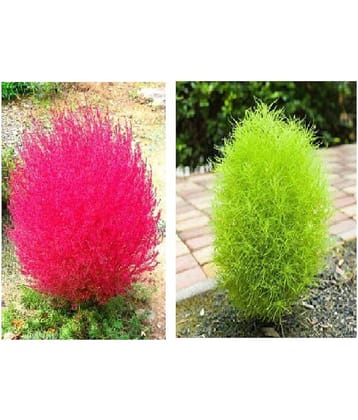 PREMIUM KOCHIA GREEN AND RED GRASS MIX 40 SEEDS COMBO FOR HOME GARDENING WITH MANUAL