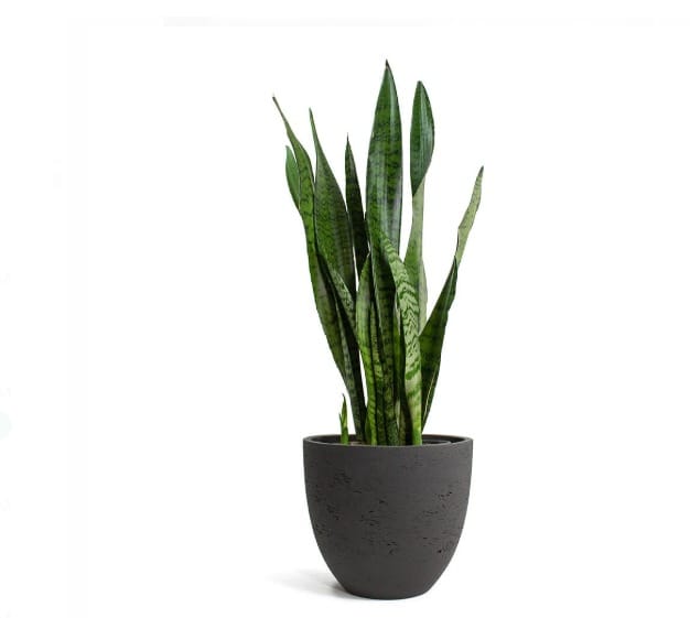 Snake plants (Dracaena trifasciata)