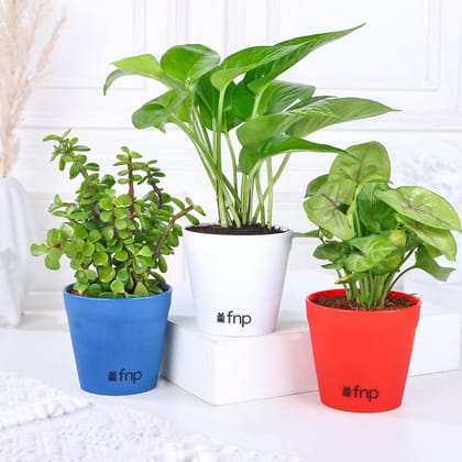 Jade Money Syngonium Plant Set