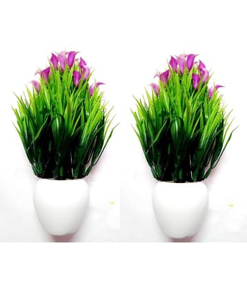 Green plant indoor Wild Flower Blue Flowers With Pot - Pack of 2